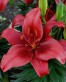 Lilium Salinero.jpg