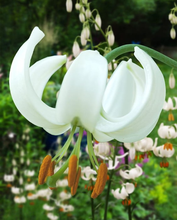 Lilium_Snowy_Morning_2.jpg