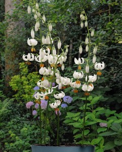 Lilium_Snowy_Morning_pot.jpg