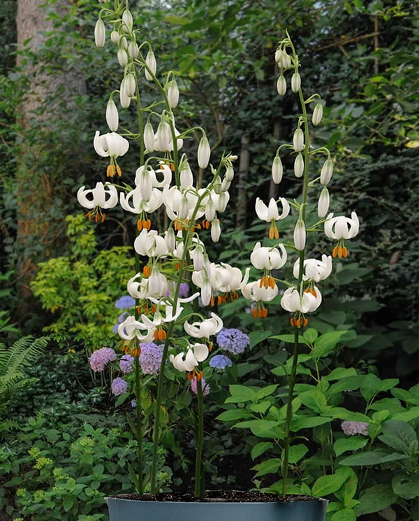 Lilium_Snowy_Morning_pot.jpg