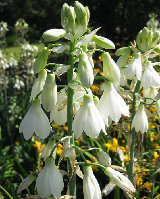 Galtonia candicans 2.jpg