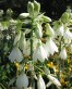 Galtonia candicans 2.jpg
