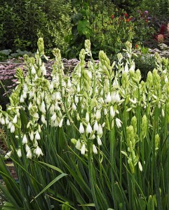 Galtonia candicans 3.jpg