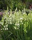 Galtonia candicans 3.jpg