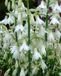 Galtonia biaława 'Candicans' (bulwa: 16/18)