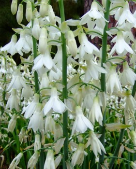 Galtonia candicans.jpg