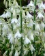 Galtonia candicans.jpg