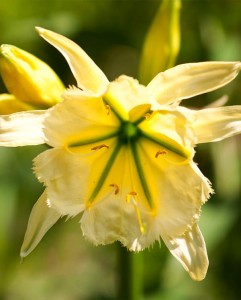 Festalis Sulphur queen 2.jpg