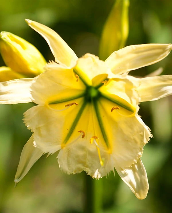 Festalis Sulphur queen 2.jpg