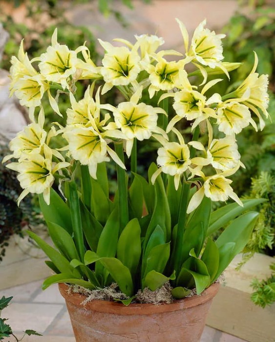 Festalis Sulphur queen pot.jpg