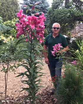 Robina drzewiasta.jpg