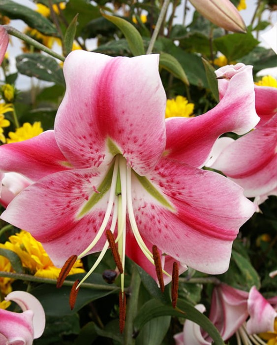 Lilium_Anastasia.jpg
