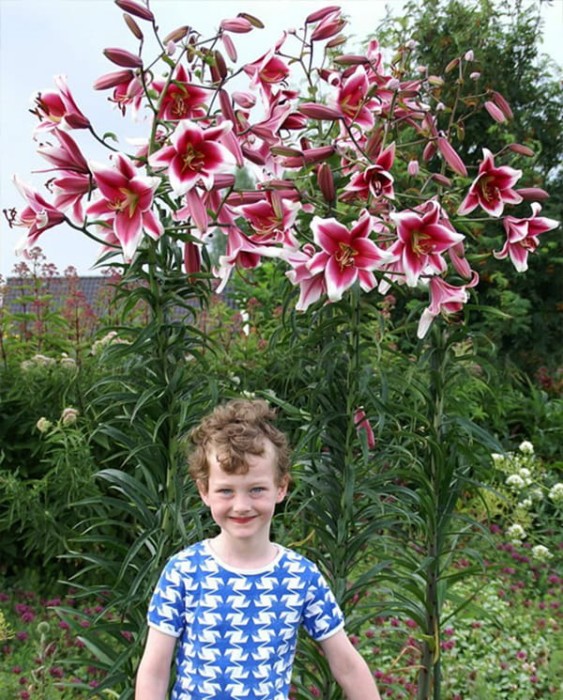 friso_lilium.jpg