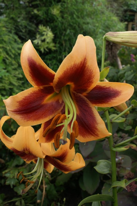 Lilium Red Morning.jpg