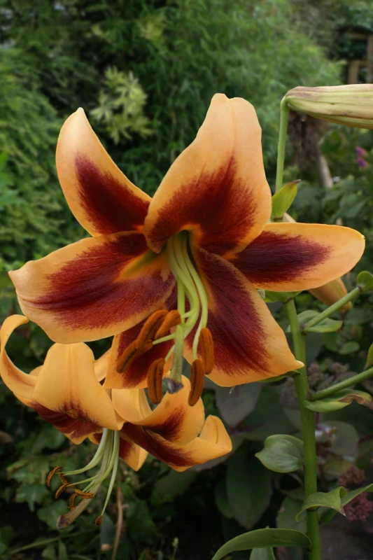 Lilium Red Morning.jpg