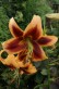 Lilium Red Morning.jpg