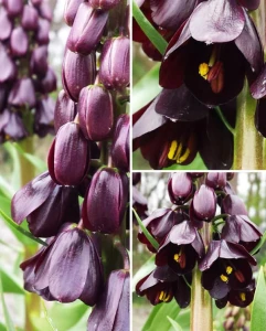 Szachownica Purple Dynamite -  Fritillaria (rozmiar: 20/22)