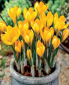 Yellow crocus.jpg