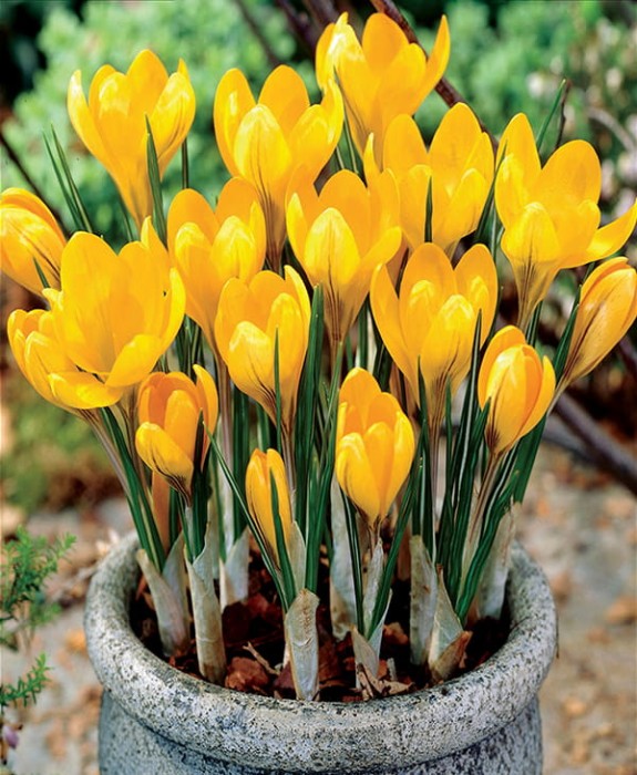 Yellow crocus.jpg