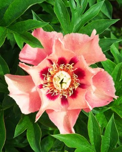 Old Rose Dandy.jpg