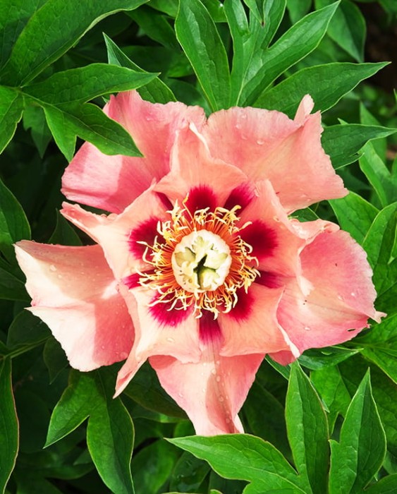 Old Rose Dandy.jpg