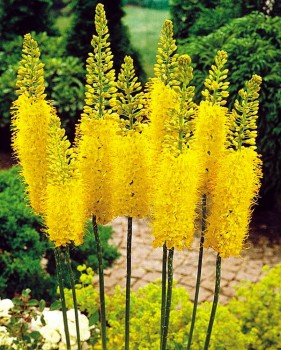 Eremurus bungei2.jpg