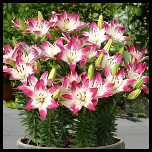 Lilia niska Azjatycka 'Lollypop' (18/20)