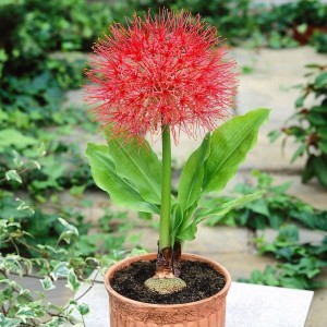 Krasnokwiat 'Scadoxus multiflorus' (16/18) 