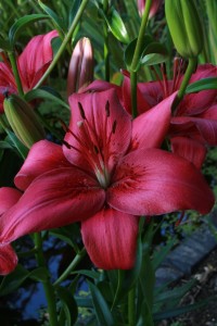Lilia Azjatycka 'Lemberg'