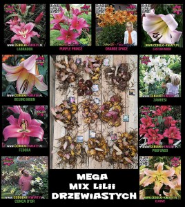 MIX 40 sztuk DRZEWIASTYCH lilii + 4 GRATIS