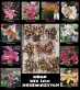 Mega mix lilii drzewiastych m.jpg