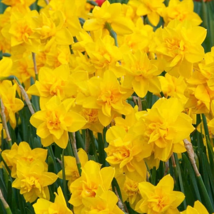 Yellow dream 3.jpg