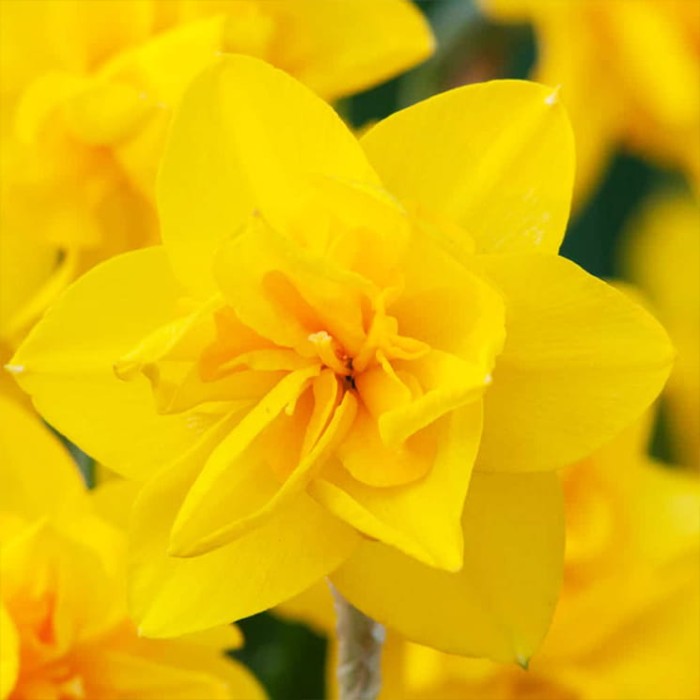 Yellow dream.jpg
