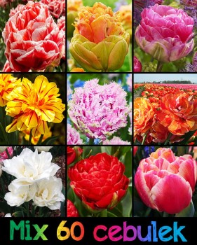 Mix bajecznych 2024 - 60 sztuk.jpg