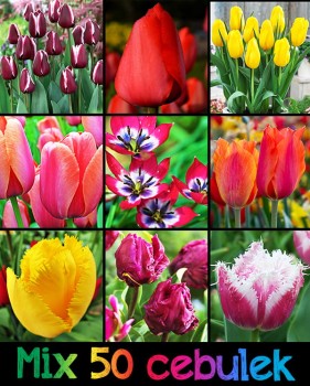 Mix cała wiosna 2024 - 50 sztuk.jpg