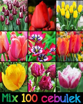 Mix cała wiosna 2024 - 100 sztuk.jpg