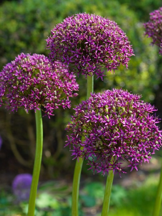 allium magic.jpg