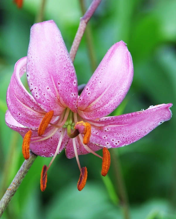 candy morning martagon lily 2.JPG
