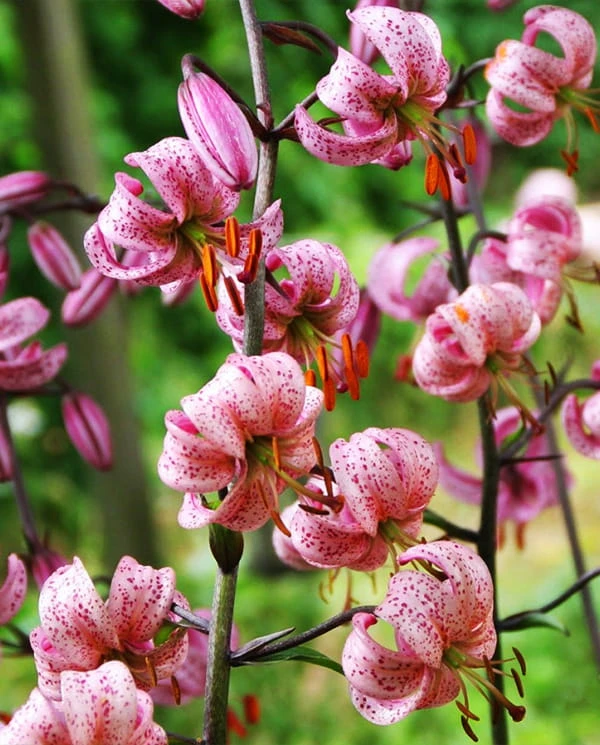 candy morning martagon lily 3.jpg