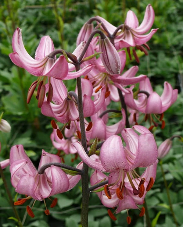 candy morning martagon lily.jpg