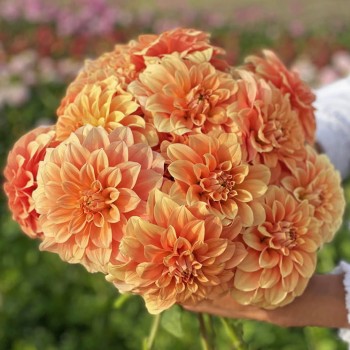 garden jubilee 5.jpeg