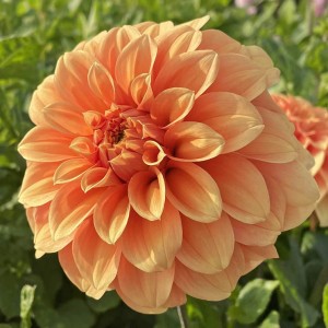 garden jubilee.jpeg