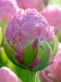 Strawberry Cream 2.png