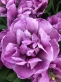 blue-diamond tulipan.jpg