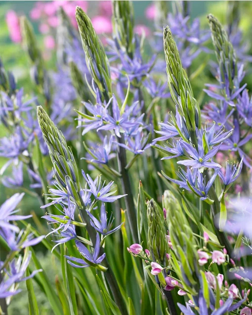 Camassia leichtlinii 'Caerulea'.png