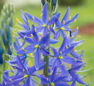Camassia leichtlinii.png