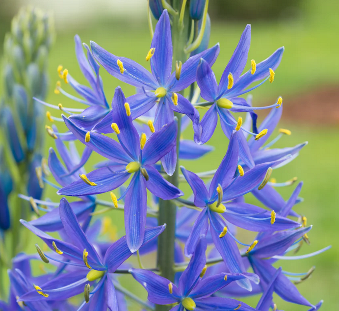 Camassia leichtlinii.png