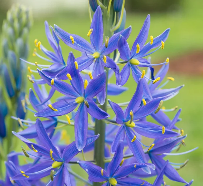 Camassia leichtlinii.png