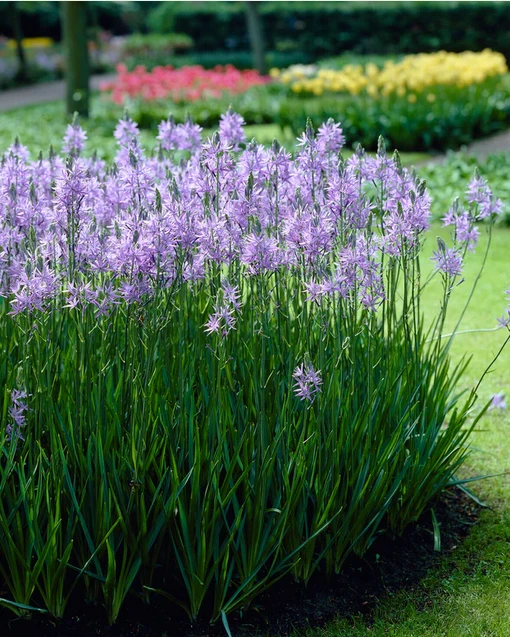Camassia leichtlinii 9.png
