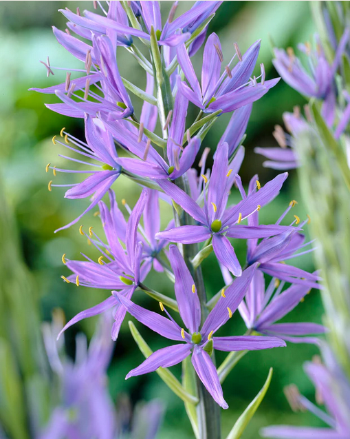 Camassia leichtlinii 77.png